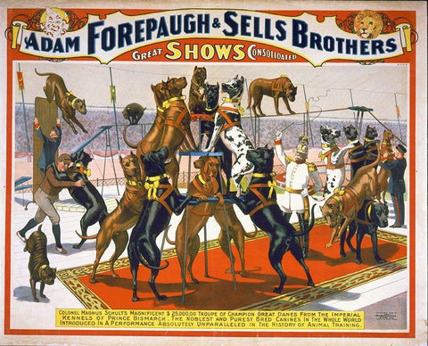 Adam Forepaugh And Sells Brothers Champion Great Danes Black Ornate Wood Framed Art Print with Double Matting by Hollywood Photo Archive