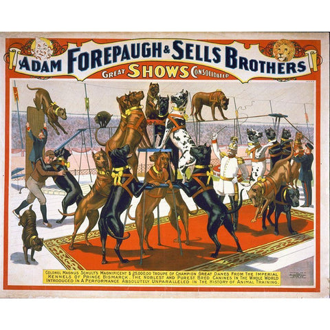 Adam Forepaugh And Sells Brothers Champion Great Danes Black Modern Wood Framed Art Print with Double Matting by Hollywood Photo Archive