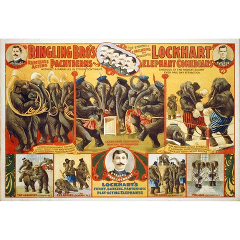 Ringling Bros Marvelous Acting Pachyderms - Lockhart Elephant Comedians - 1899 Gold Ornate Wood Framed Art Print with Double Matting by Hollywood Photo Archive