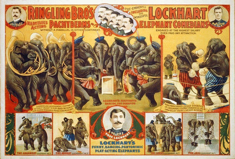 Ringling Bros Marvelous Acting Pachyderms - Lockhart Elephant Comedians - 1899 White Modern Wood Framed Art Print with Double Matting by Hollywood Photo Archive