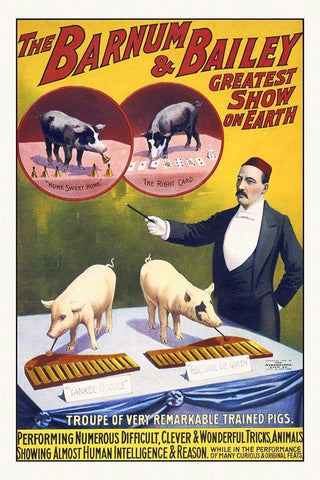 The Barnum and Bailey Greatest Show On Earth--Troupe Of Very Remarkable Trained Pigs White Modern Wood Framed Art Print with Double Matting by Hollywood Photo Archive