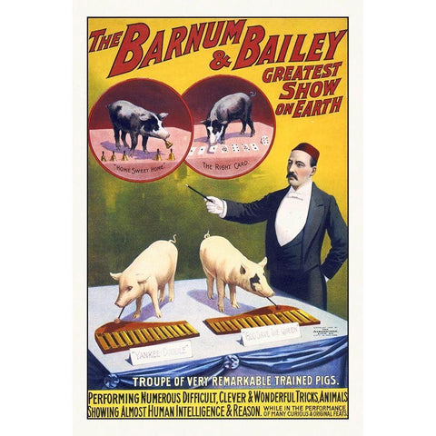 The Barnum and Bailey Greatest Show On Earth--Troupe Of Very Remarkable Trained Pigs White Modern Wood Framed Art Print by Hollywood Photo Archive