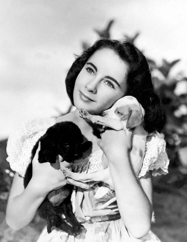 Elizabeth Taylor with puppies White Modern Wood Framed Art Print with Double Matting by Hollywood Photo Archive