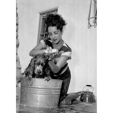 Elizabeth Taylor washing a dog Black Modern Wood Framed Art Print with Double Matting by Hollywood Photo Archive