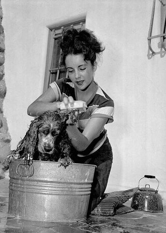 Elizabeth Taylor washing a dog Black Ornate Wood Framed Art Print with Double Matting by Hollywood Photo Archive