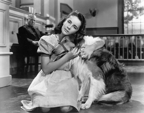 Elizabeth Taylor wih Lassie White Modern Wood Framed Art Print with Double Matting by Hollywood Photo Archive