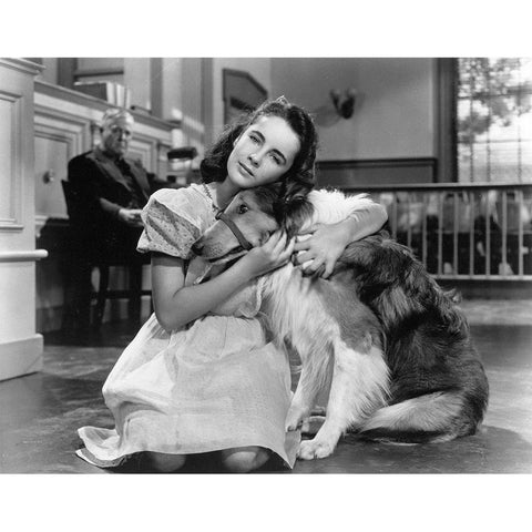 Elizabeth Taylor wih Lassie White Modern Wood Framed Art Print by Hollywood Photo Archive