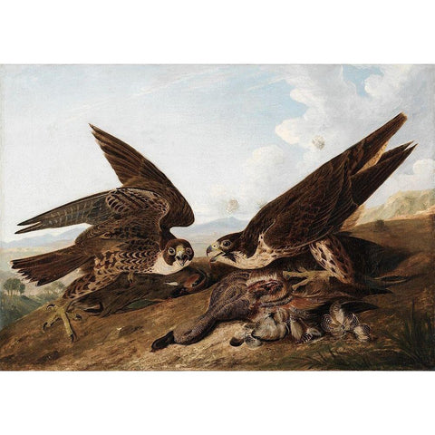 Peregrine Falcons Gold Ornate Wood Framed Art Print with Double Matting by Audubon, John James