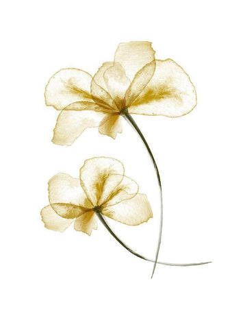 Pressed Flowers Black Ornate Wood Framed Art Print with Double Matting by Uppsala Studio