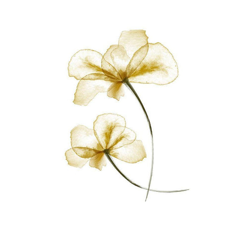 Pressed Flowers Black Modern Wood Framed Art Print by Uppsala Studio