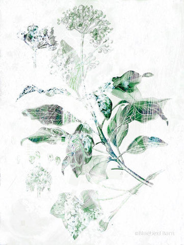 Verbena Botanical   White Modern Wood Framed Art Print with Double Matting by Bluebird Barn