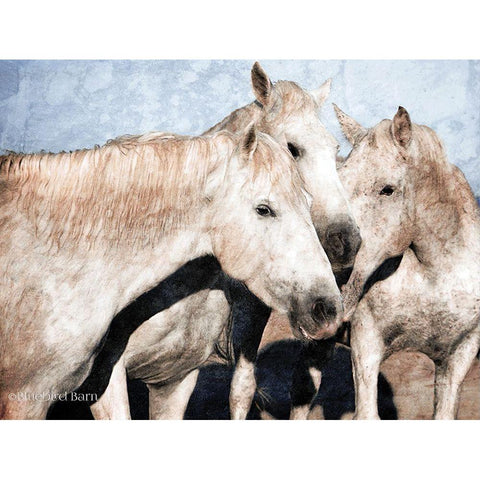 White Horse    Black Modern Wood Framed Art Print with Double Matting by Bluebird Barn