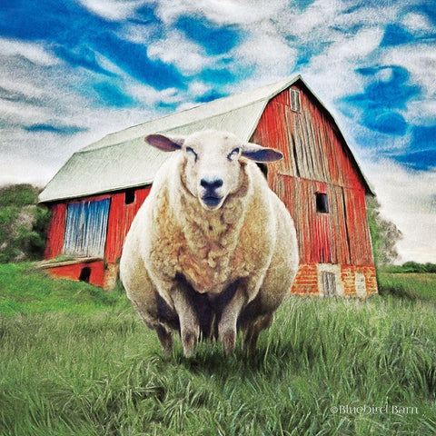 Sunday Afternoon Sheep Pose   White Modern Wood Framed Art Print with Double Matting by Bluebird Barn