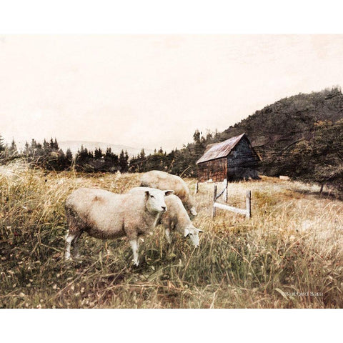 Sheep in the Meadow    White Modern Wood Framed Art Print by Bluebird Barn