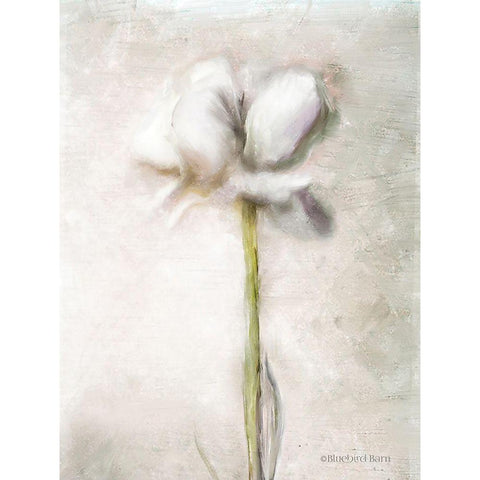 Blush Ranunculus Solitary White Modern Wood Framed Art Print by Bluebird Barn