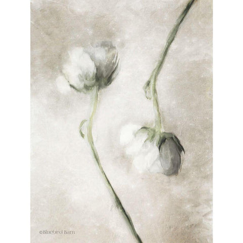 Blush Ranunculus Duo White Modern Wood Framed Art Print by Bluebird Barn