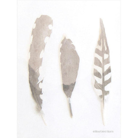 Soft Feathers Study     Black Modern Wood Framed Art Print with Double Matting by Bluebird Barn