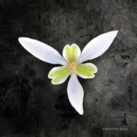 Contemporary Floral Trillium White Modern Wood Framed Art Print by Bluebird Barn