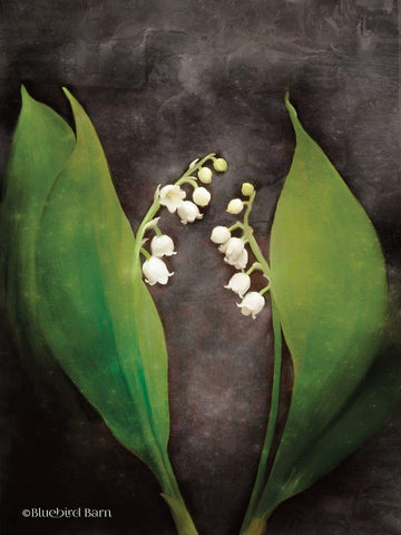 Contemporary Floral Lily of the Valley White Modern Wood Framed Art Print with Double Matting by Bluebird Barn