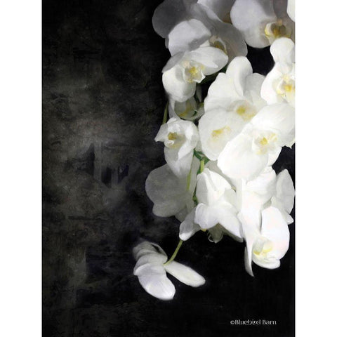 Contemporary White Orchids White Modern Wood Framed Art Print by Bluebird Barn