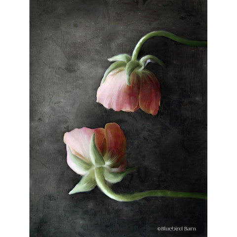 Contemporary Floral Pink Ranunculus Gold Ornate Wood Framed Art Print with Double Matting by Bluebird Barn