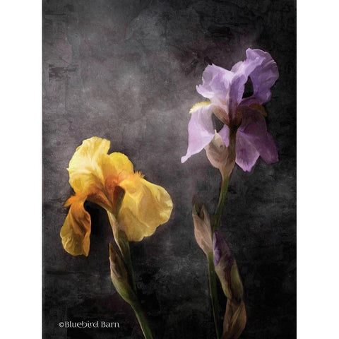 Contemporize Floral Iris Gold Ornate Wood Framed Art Print with Double Matting by Bluebird Barn