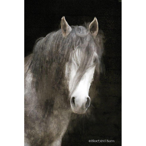 Gypsy Vanner Mystique   Black Modern Wood Framed Art Print with Double Matting by Bluebird Barn