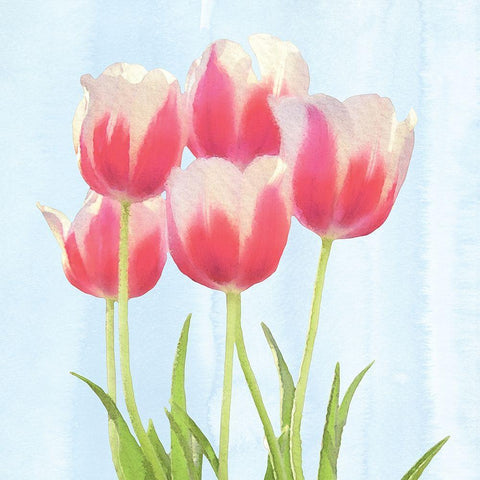 Fresh Spring Tulips III White Modern Wood Framed Art Print by Bluebird Barn