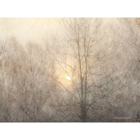 Fading Trees Sunlight White Modern Wood Framed Art Print by Bluebird Barn