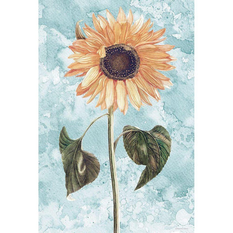 Vintage Sunflower Black Modern Wood Framed Art Print with Double Matting by Bluebird Barn