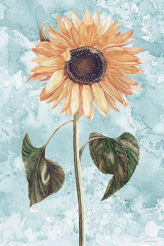 Vintage Sunflower Black Ornate Wood Framed Art Print with Double Matting by Bluebird Barn