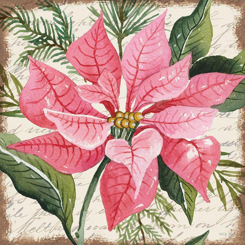 Pink Poinsettia Botanical White Modern Wood Framed Art Print with Double Matting by Jacobs, Cindy