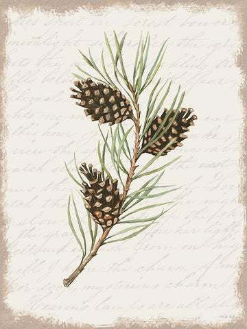 Pine Cone Botanical I White Modern Wood Framed Art Print with Double Matting by Jacobs, Cindy