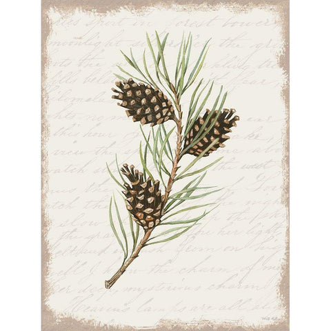 Pine Cone Botanical I Gold Ornate Wood Framed Art Print with Double Matting by Jacobs, Cindy