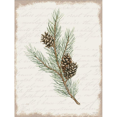 Pine Cone Botanical II Black Modern Wood Framed Art Print with Double Matting by Jacobs, Cindy