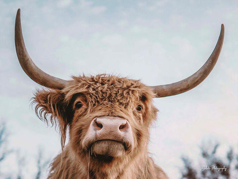 Highland Selfie Black Ornate Wood Framed Art Print with Double Matting by Diener, Dakota