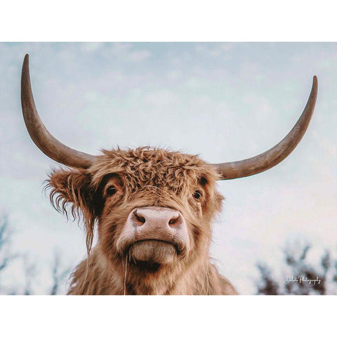 Highland Selfie Black Modern Wood Framed Art Print by Diener, Dakota