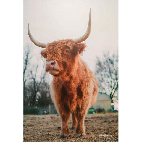 Hello There I Black Modern Wood Framed Art Print with Double Matting by Diener, Dakota