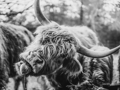 Crazy Cow I White Modern Wood Framed Art Print with Double Matting by Diener, Dakota