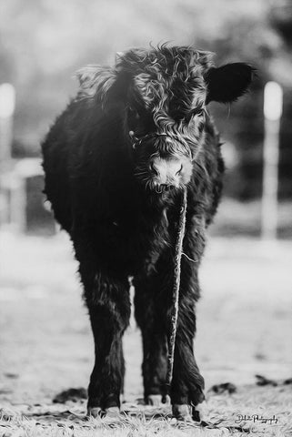 Single Cow Black Ornate Wood Framed Art Print with Double Matting by Diener, Dakota