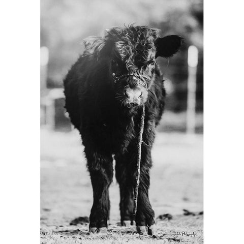 Single Cow Black Modern Wood Framed Art Print by Diener, Dakota