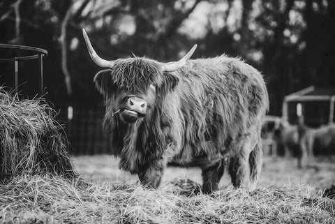 Hungry Cow I White Modern Wood Framed Art Print with Double Matting by Diener, Dakota