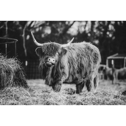 Hungry Cow I Black Modern Wood Framed Art Print by Diener, Dakota