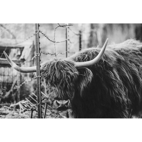 Highland and Fence White Modern Wood Framed Art Print by Diener, Dakota