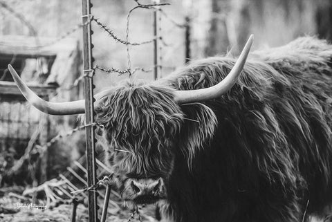 Highland and Fence White Modern Wood Framed Art Print with Double Matting by Diener, Dakota