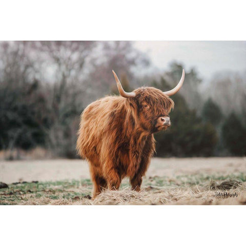 Mom Cow Black Modern Wood Framed Art Print with Double Matting by Diener, Dakota