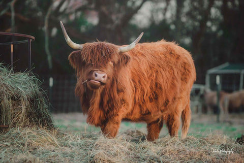 Hungry Cow I Black Ornate Wood Framed Art Print with Double Matting by Diener, Dakota