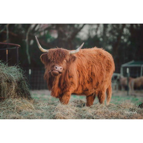 Hungry Cow I Black Modern Wood Framed Art Print by Diener, Dakota