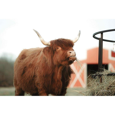 Hungry Cow II Black Modern Wood Framed Art Print with Double Matting by Diener, Dakota