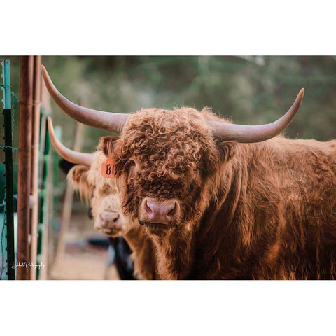 The Bull White Modern Wood Framed Art Print by Diener, Dakota